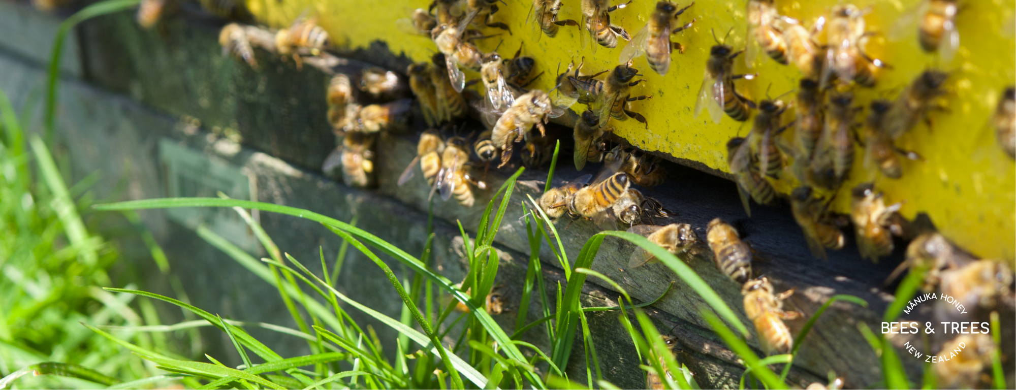 Manuka honey price